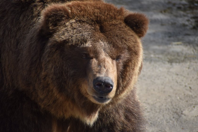мечката рони софийския зоопарк събуди зимен сън снимки