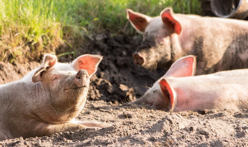 облекчи ограниченията търговия свинско месо почти цяла българия