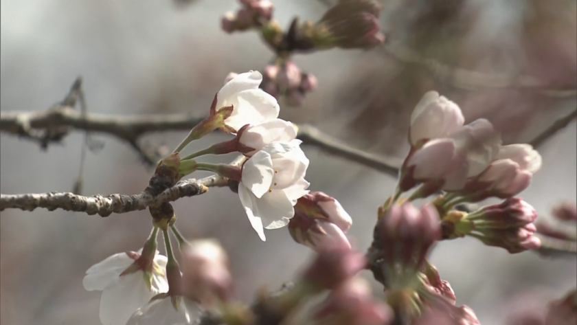 В Токио започна сезонът на сакурите