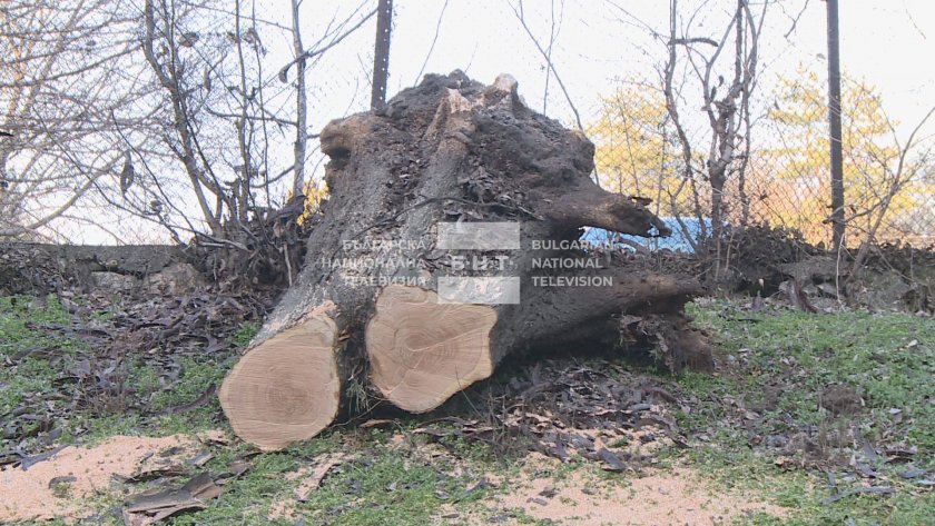 Силният вятър събори голямо дърво в района на военното поделение