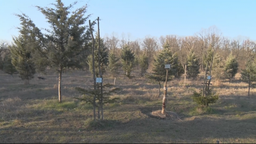 Гора на новия живот расте в Димитровград. Вече 12 години