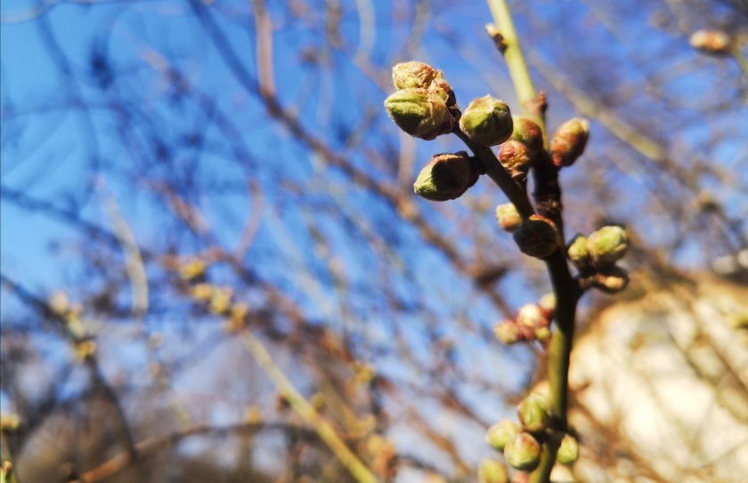 В 17.33 часа у нас настъпва астрономическата пролет. Това е