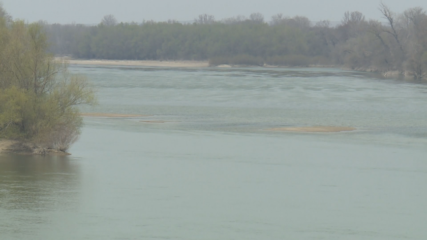 За първи път къдроглавите пеликани, които са защитен вид и