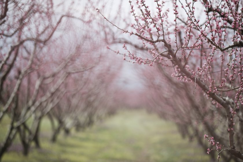Пролетта вече е тук. В Гърция овошките вече цъфнаха. Една