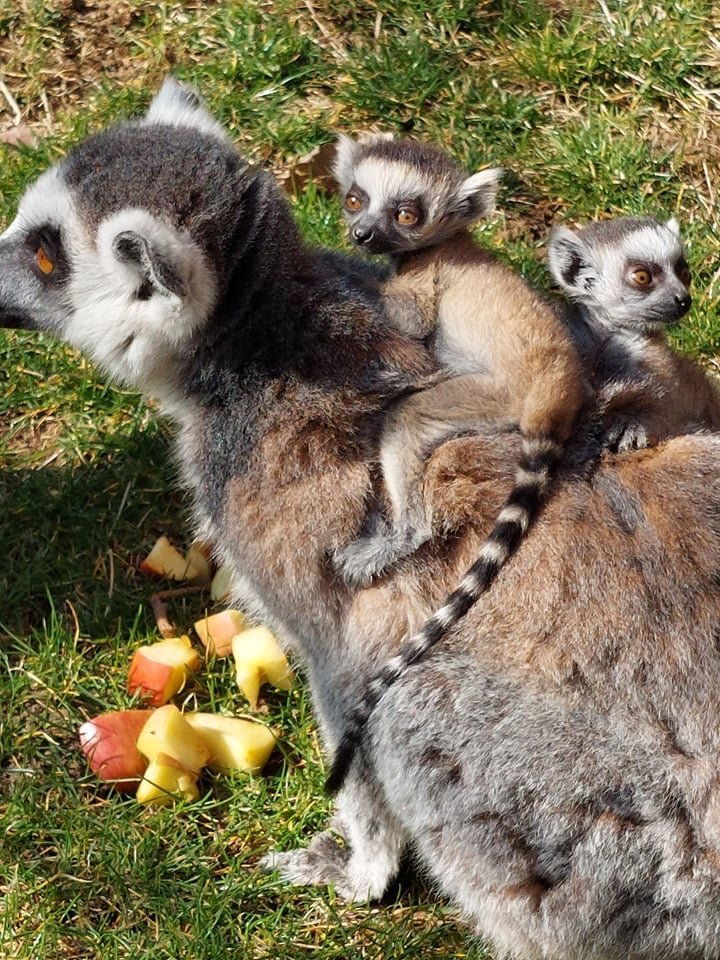 В групата на котешките лемури в Софийския зоопарк в края