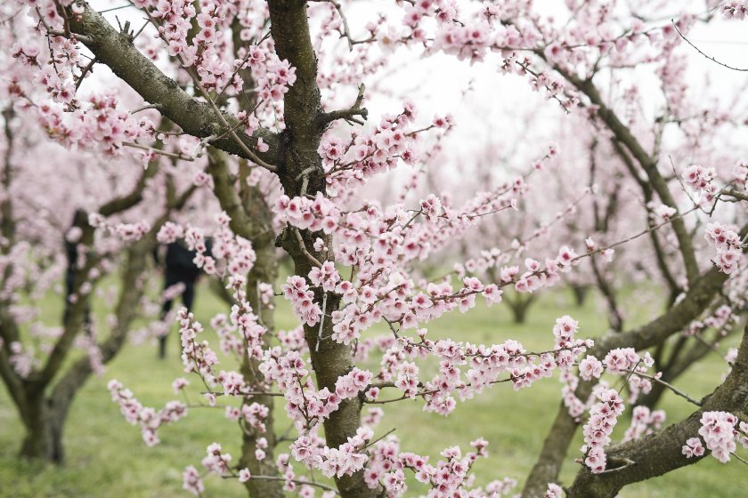 красива пролет прасковените градини гърция снимки