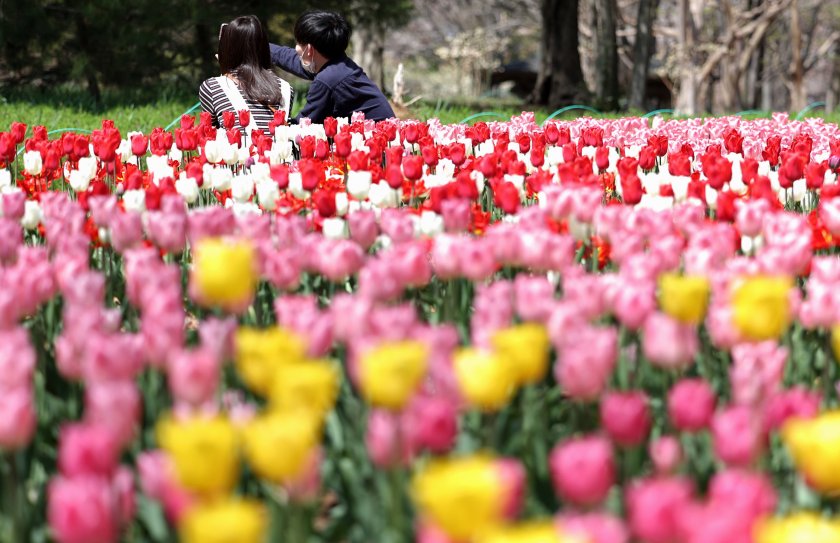 цветен рай радва посетителите парк токио снимки