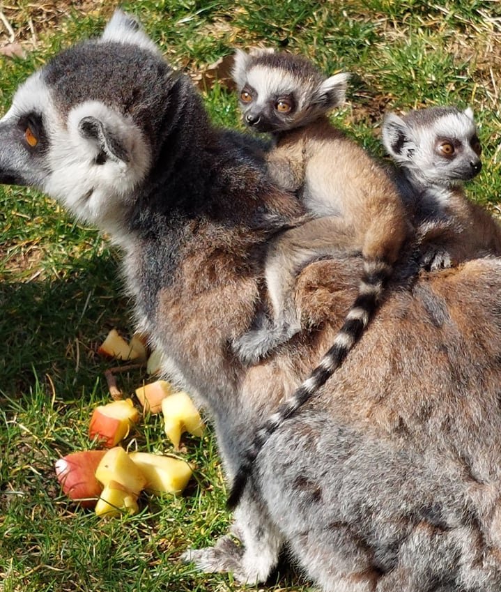 две двойки близнаци котешки лемури родиха столичния зоопарк