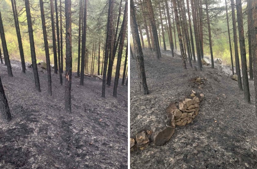 Пожар унищожи 5 декара гора в землището на Кричим, но