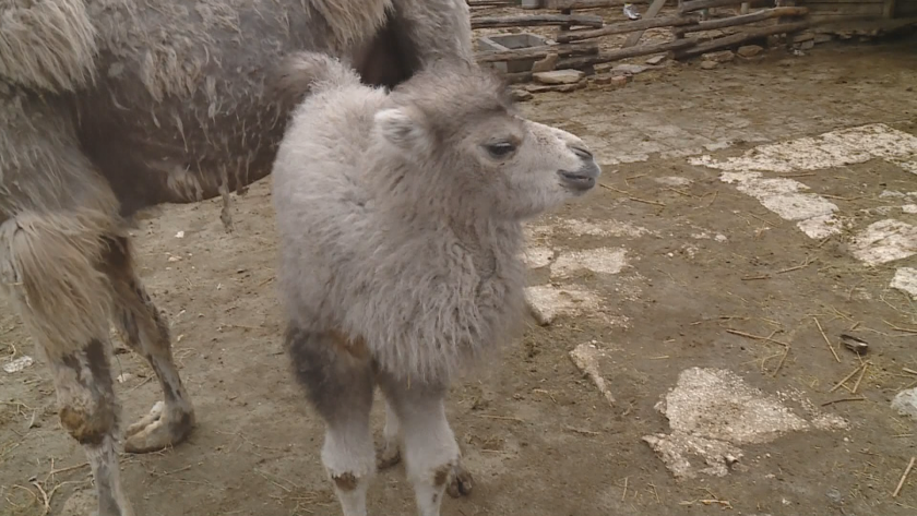 Бебе камилче е новият обитател на Варненския зоопарк. Това е