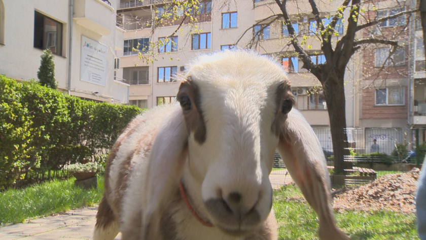 Историята на Стоил - агнето, за което Великден няма да бъде фатален