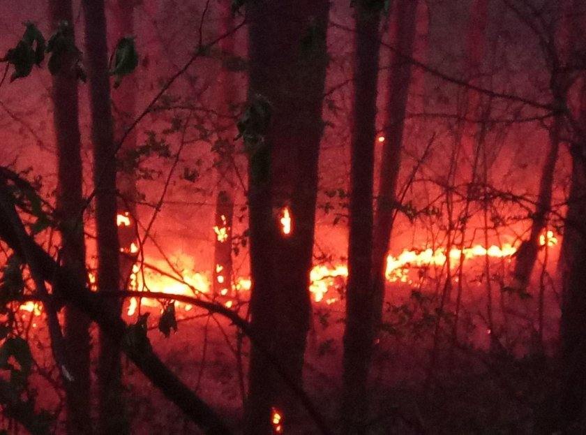 Голям горски пожар бушува над село Илинденци, област Благоевград.Огънят е
