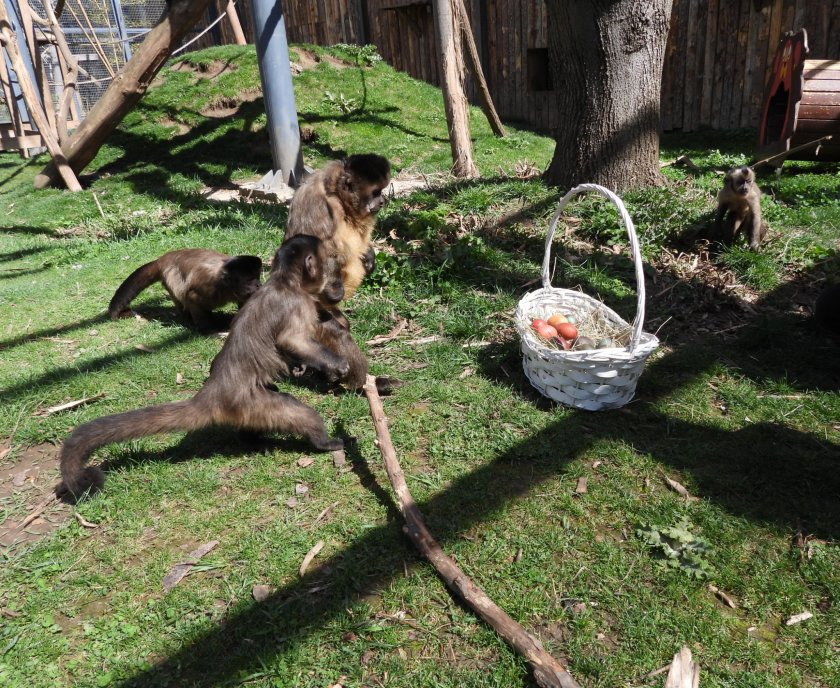 великденски забавления маймуните софийския зоопарк снимки