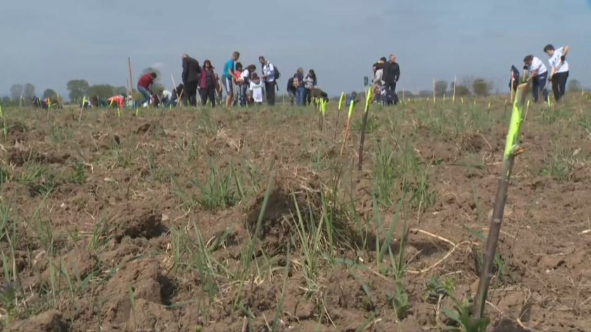 Новата гора на София край Негован порасна