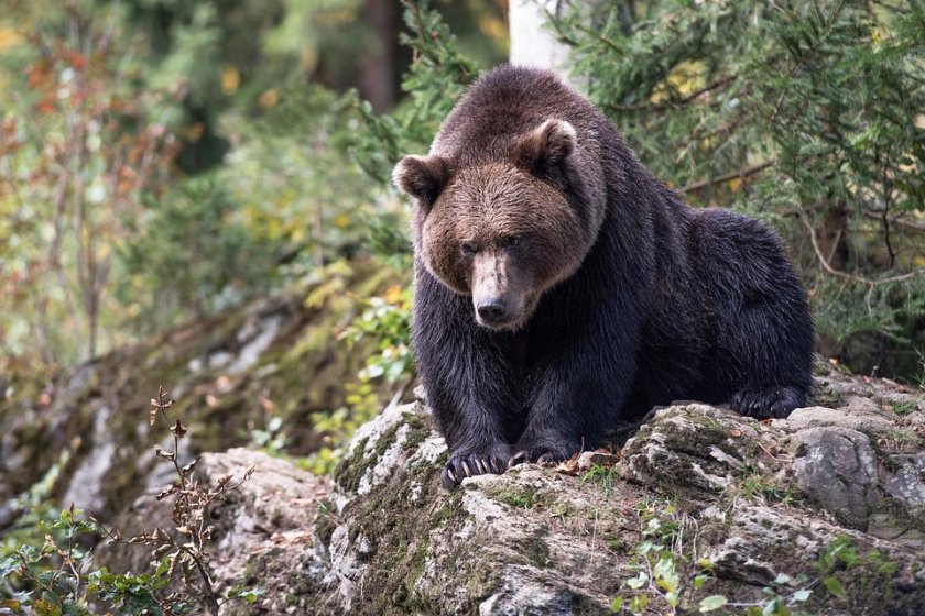 мечка нападна кошери кюстендилско село