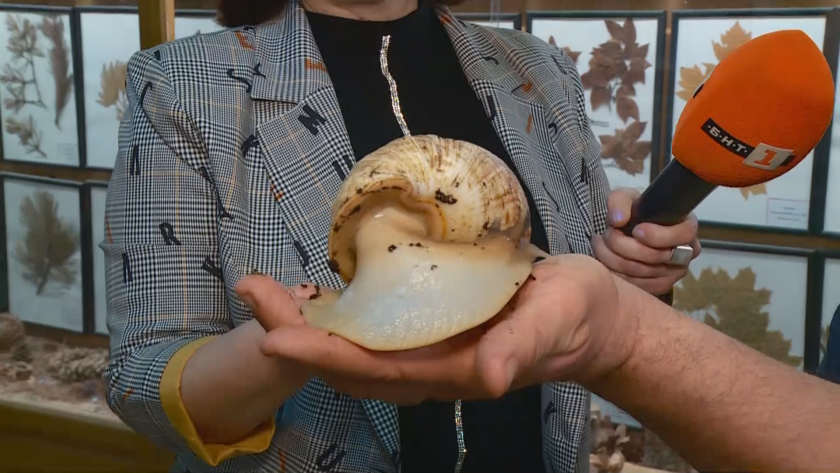 Колекция от гигантски африкански охлюви се представя от днес в