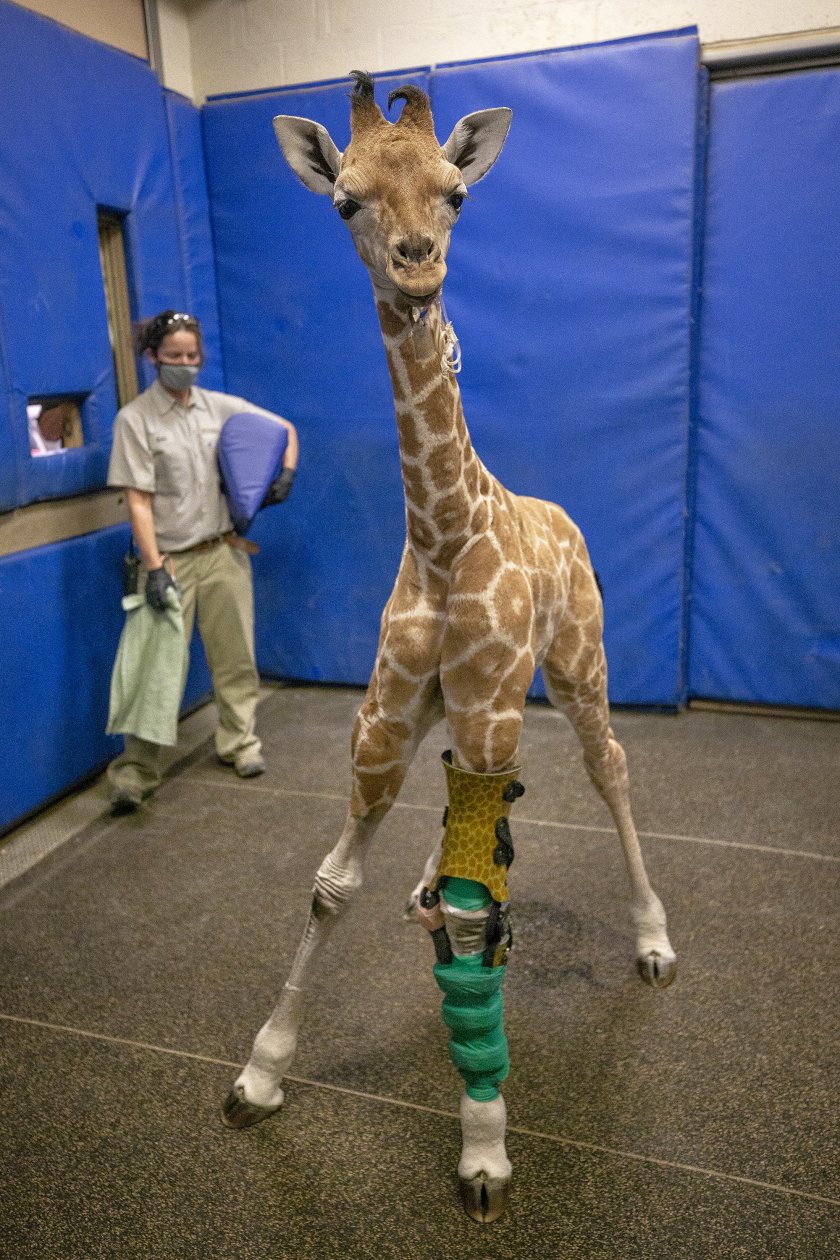 протези спасиха живота бебе жираф