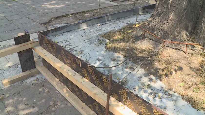 Циментираха дърво в центъра на Русе