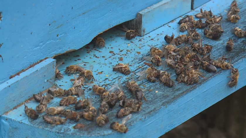 Пчелите измират заради безконтролно пръскане с пестициди, сигнализират в Русенско