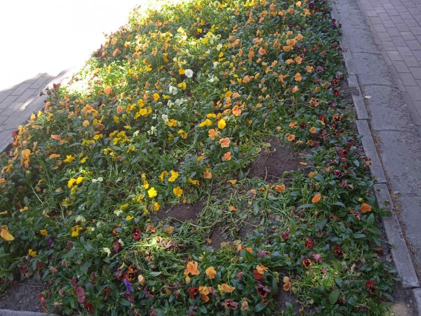 Вандалски акт: Съсипаха новите цветни градини на Казанлък (СНИМКИ)