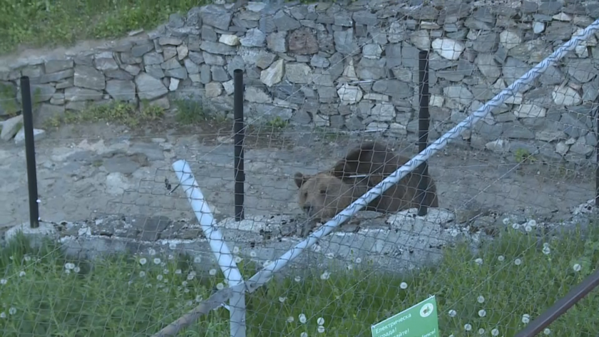 След обстойни профилактични прегледи - какво е състоянието на мечките в Белица?