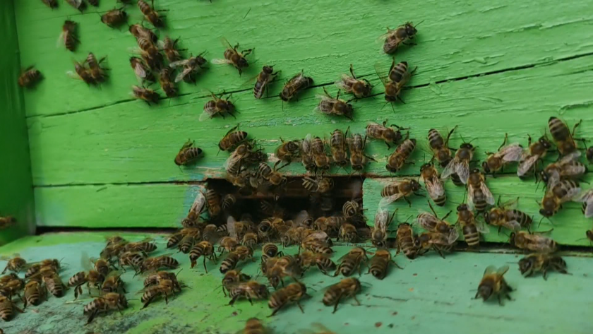 Ден на пчелите. Как можем да ги защитим?