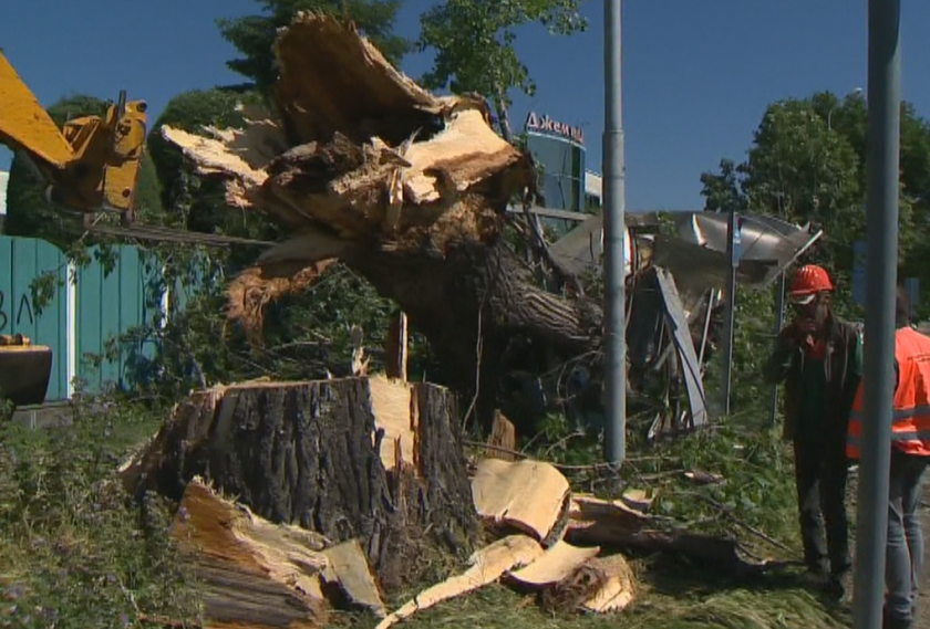 Възрастен мъж пострада от паднал клон след разразилата се снощи