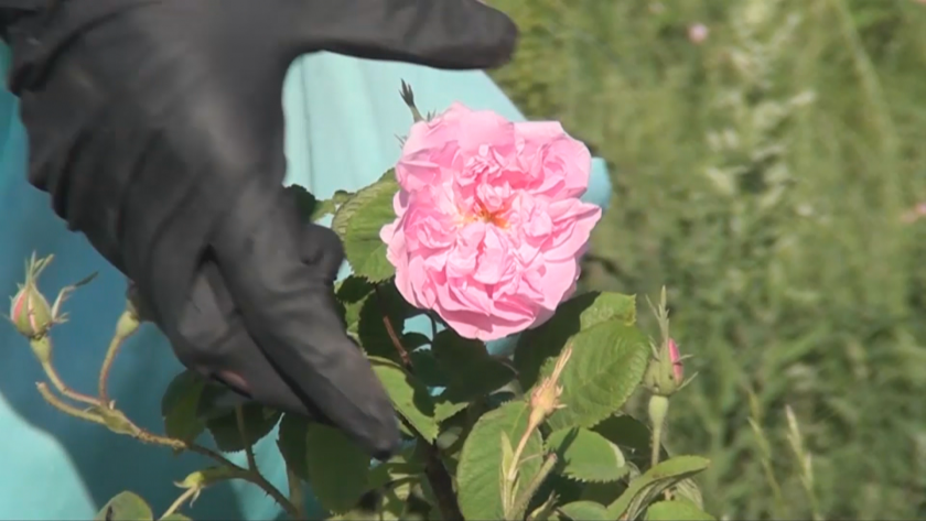 Кулминацията на Празника на розата е в Карлово с уникалния ритуал "Розобер"