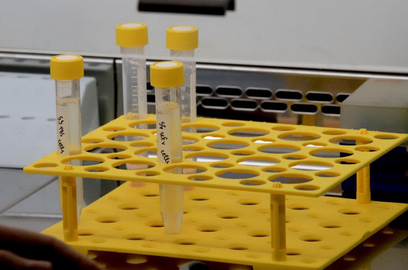 113 са новите случаи на коронавирус у нас при направени