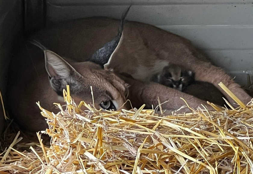 Единственият каракал в България вече има малки. Клеопатра стана майка