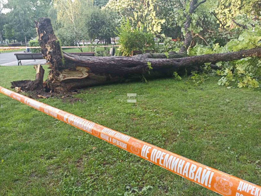 Дърво падна в градинката пред Народния театър в София.Леко пострадало