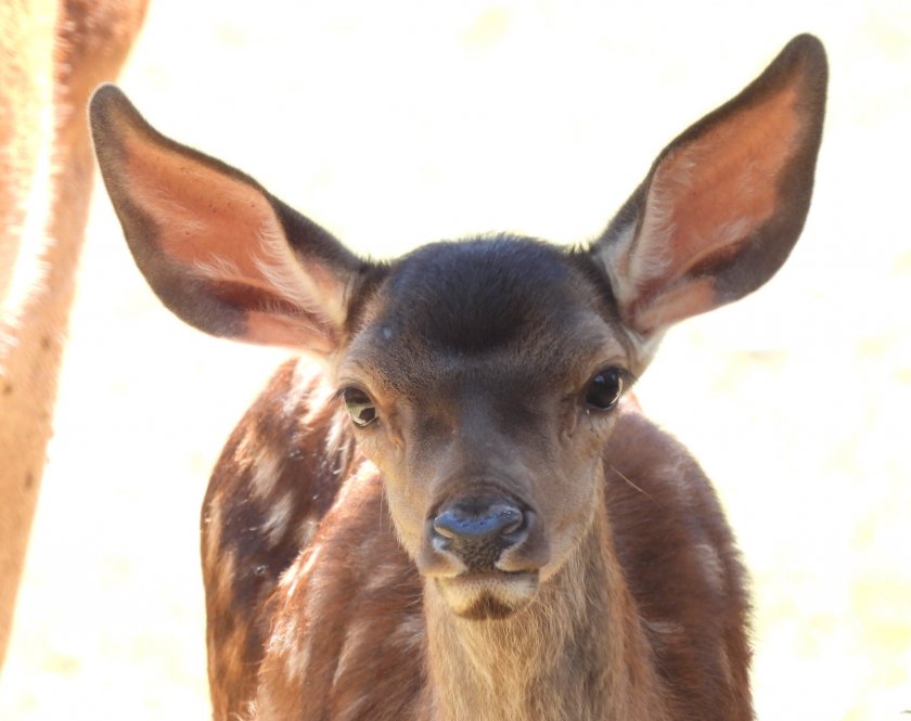 В Софийския зоопарк наскоро се роди един истински Бамби и
