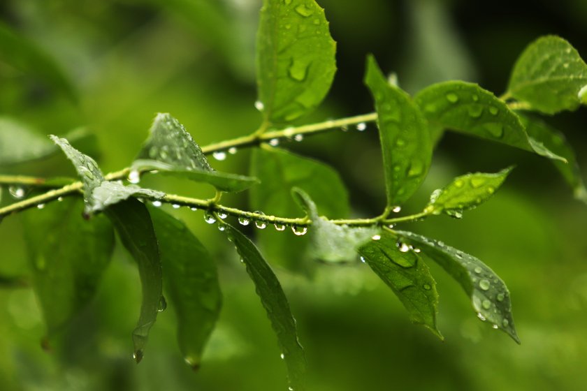Днес още преди обяд над Западна България, по-късно през деня