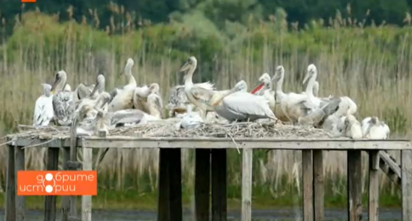 Шепа доброволци от Бургас се заемат с опазването на къдроглавия