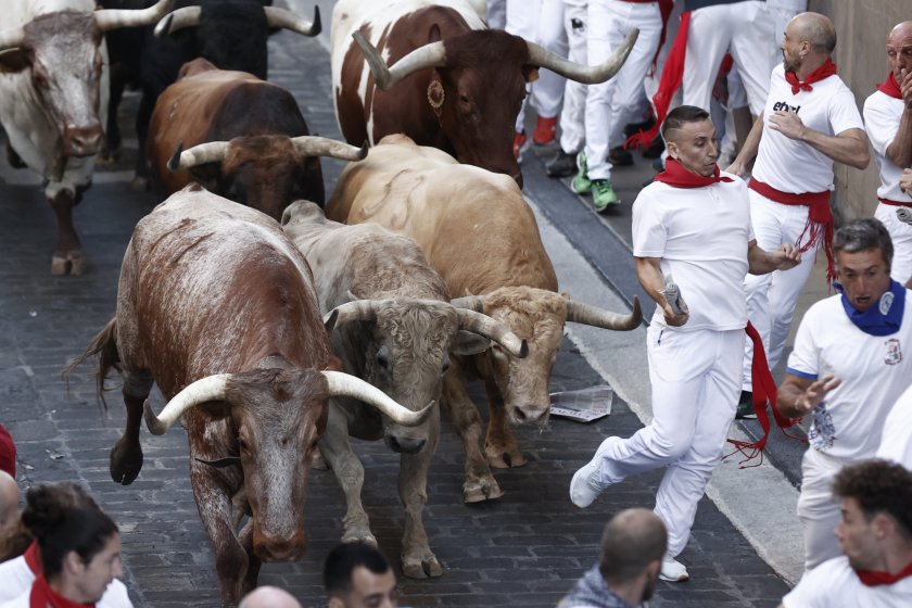 В испанския град Памплона започват опасните надбягвания с бикове по