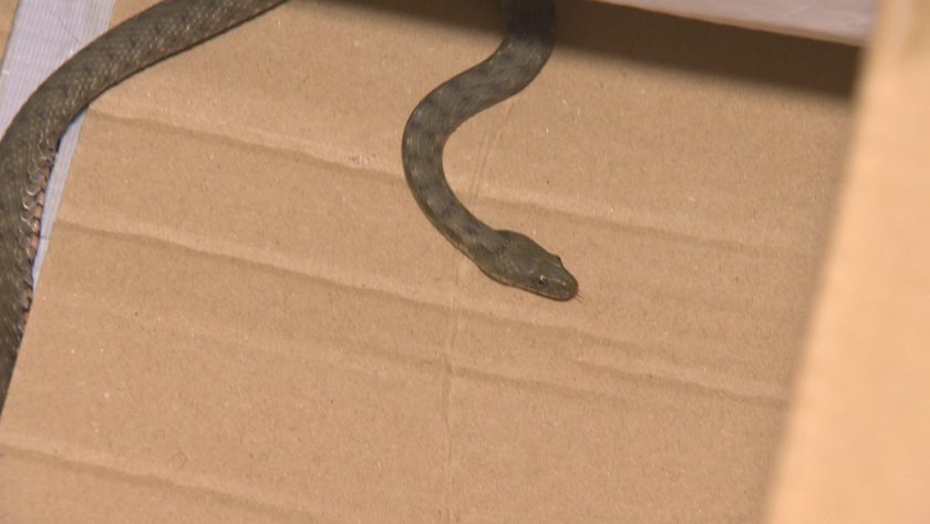 развръзка змията намерена столичен жилищен блок вече нов дом