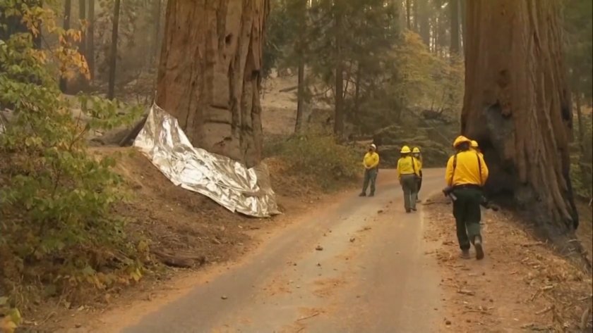 горски пожари застрашават гигантските секвои йосемити
