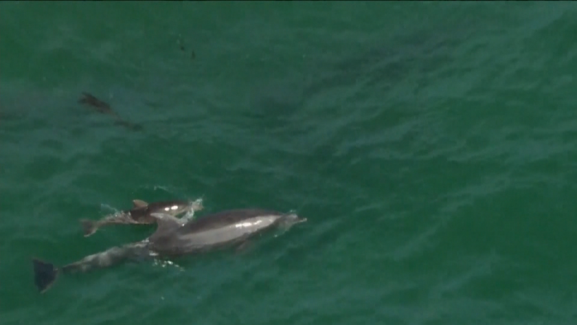 Летни игри: Делфини забавляват плажуващи в Южна Калифорния