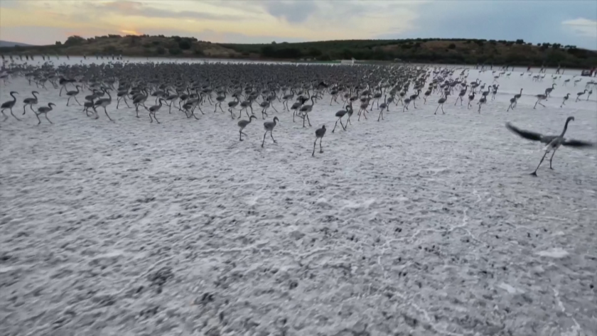 След двугодишно прекъсване заради Ковид в една от най-големите колонии