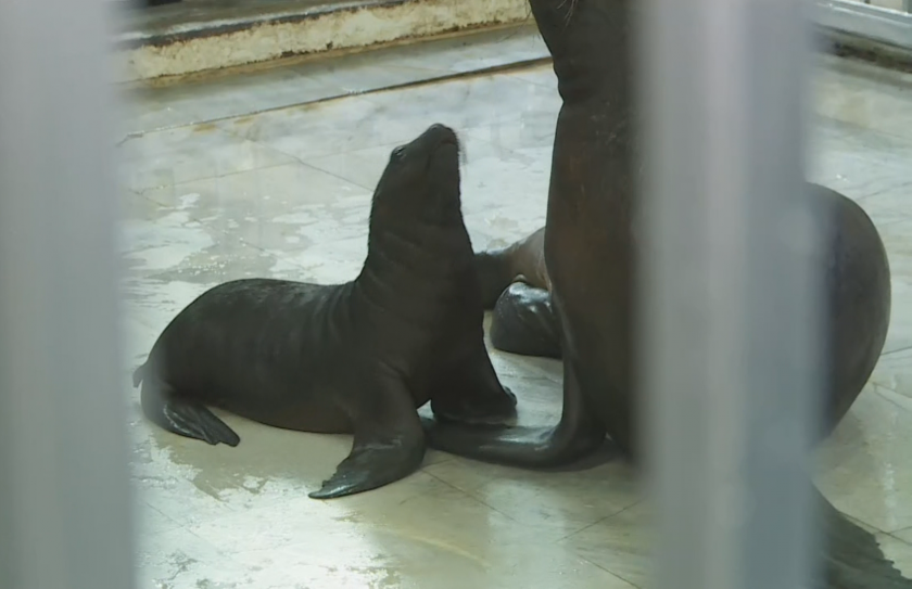Новороденото тюленче във Варненския делфинаруим вече е кръстено и името