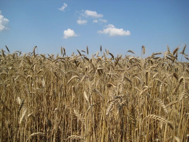 сушата отразява зле посевите пшеница добруджа