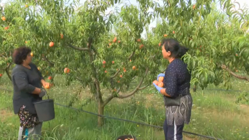 Производители на праскови от Сливен готвят протести заради ниските изкупни
