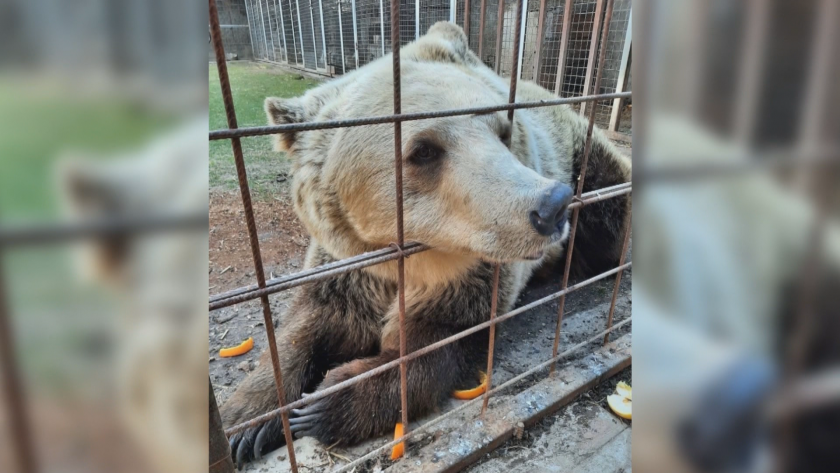 Фондация Четири лапи успя да спаси поредно мече, което е