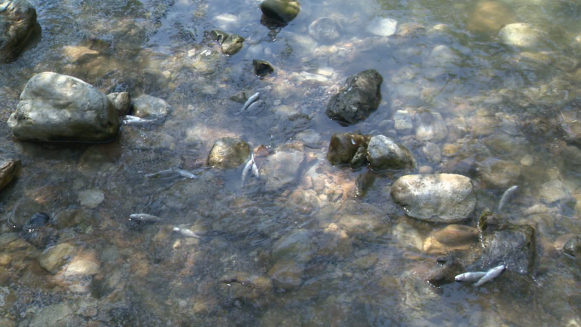 Със заповед на кмета на Своге Валентин Михайлов е отменено