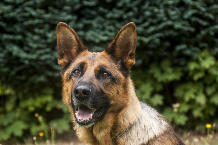 Куче, обучено да намира наркотици, помогна на граничните власти на