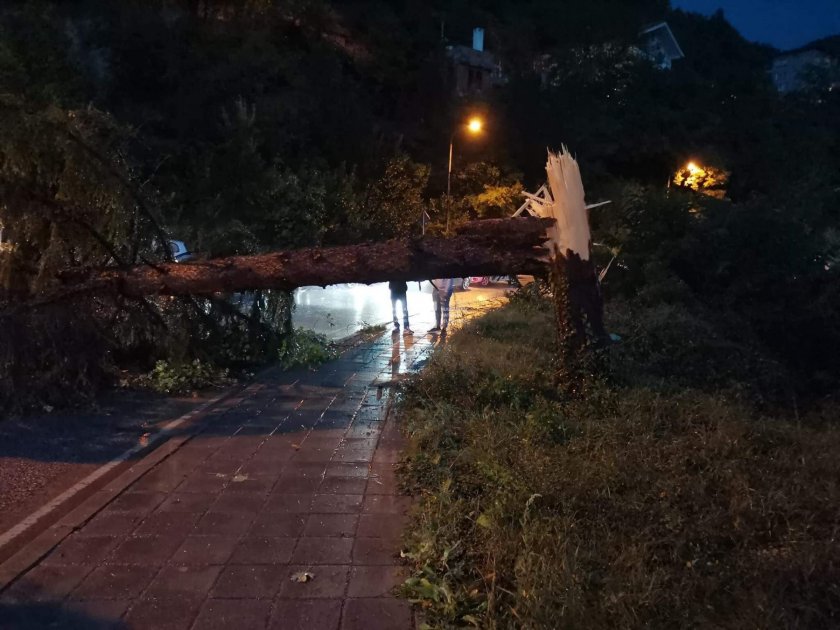 Вятър събори дървета и по пътя Асеновград - Наречен