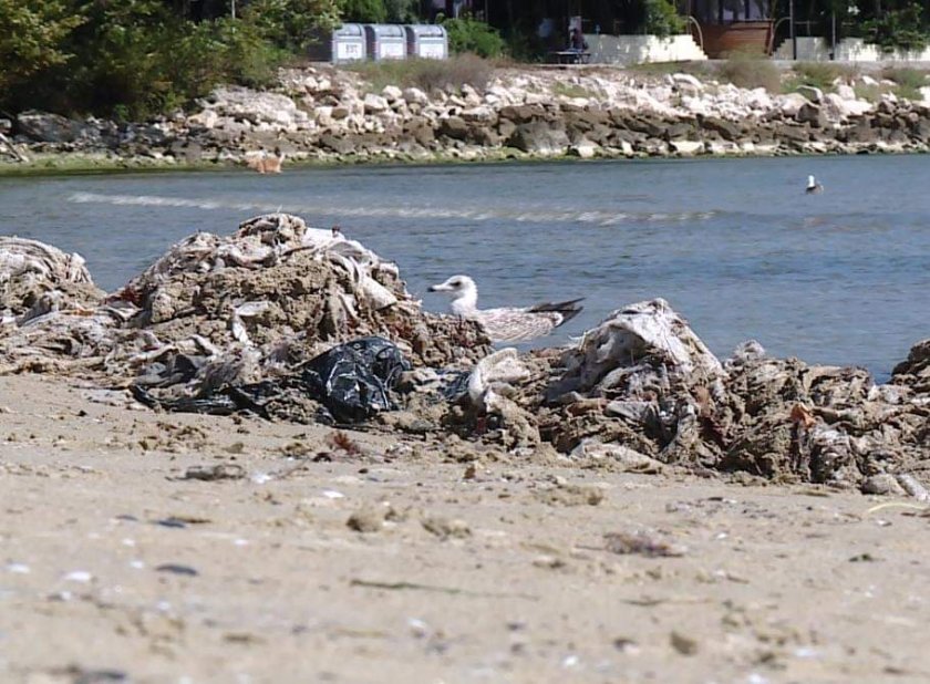 Мокри кърпички замърсиха плажа във Варна (СНИМКИ)