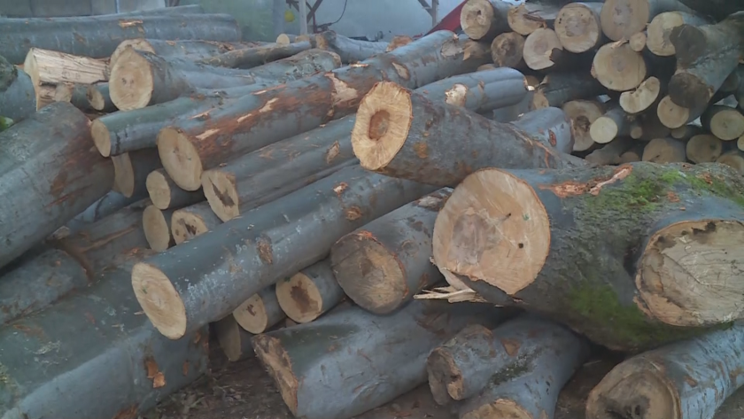 Кризата с дървата в Югозападна България продължава. Заради шоковото поскъпване