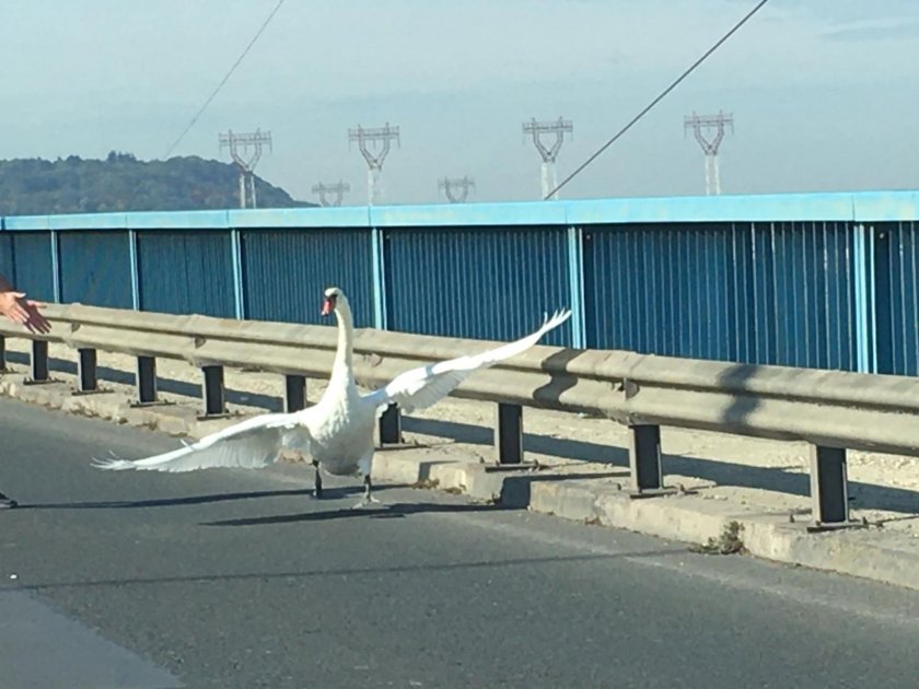 Лебед изненада тази сутрин шофьорите на Аспаруховия мост. Птицата предизвика