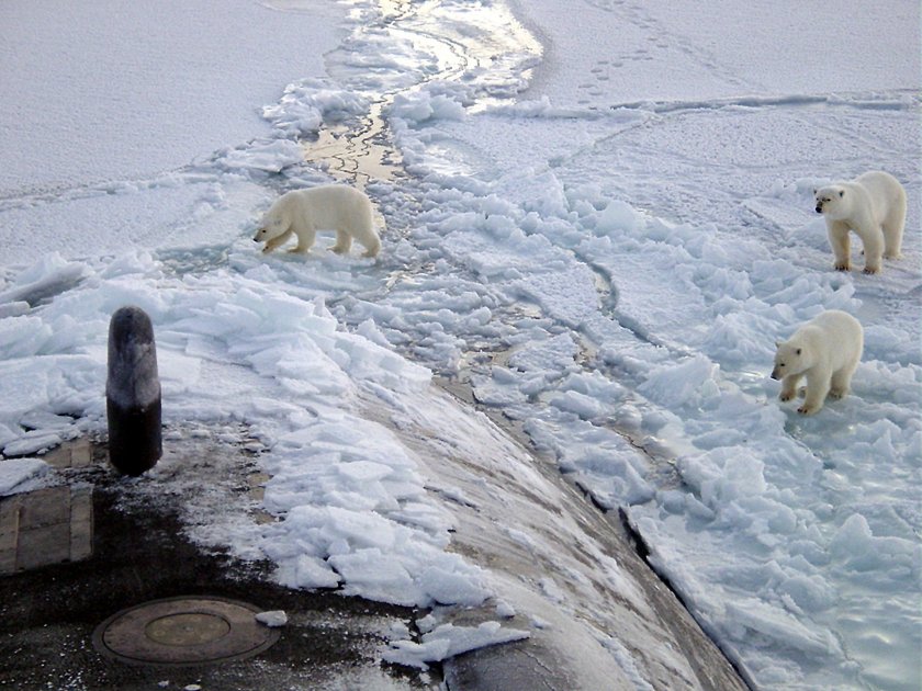 топенето ледовете арктика застрашава полярните мечки